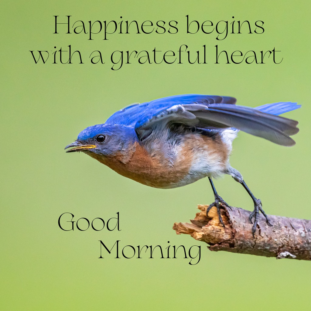 Bluebird Happiness Morning | Good Morning Images with Birds quotes and wishes