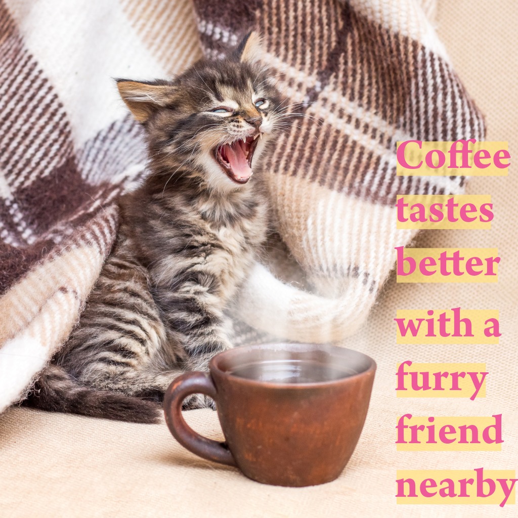 Coffee And Cat | Good Morning Images With Cats quotes and wishes