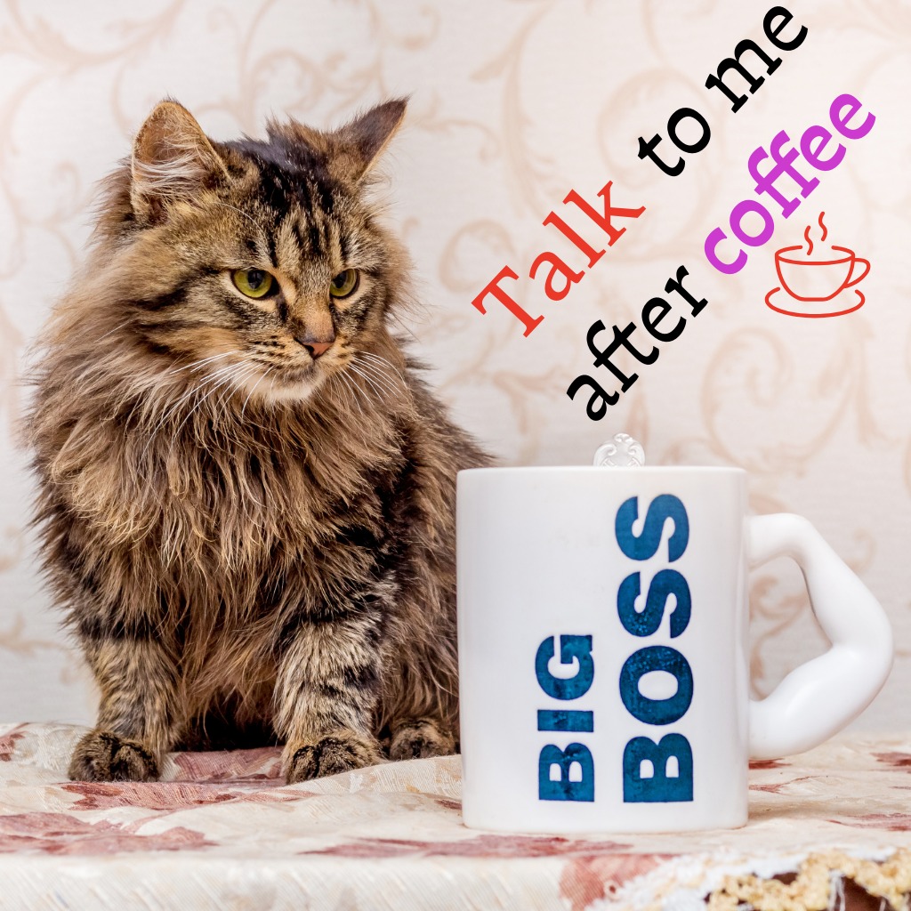 Coffee First Cat | Good Morning Images With Cats quotes and wishes