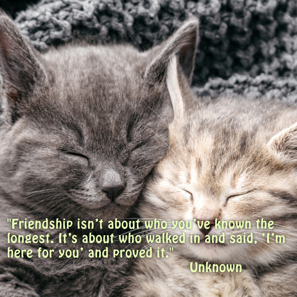 Friendship Quotes Images | Friendship Quotes Images quotes and wishes