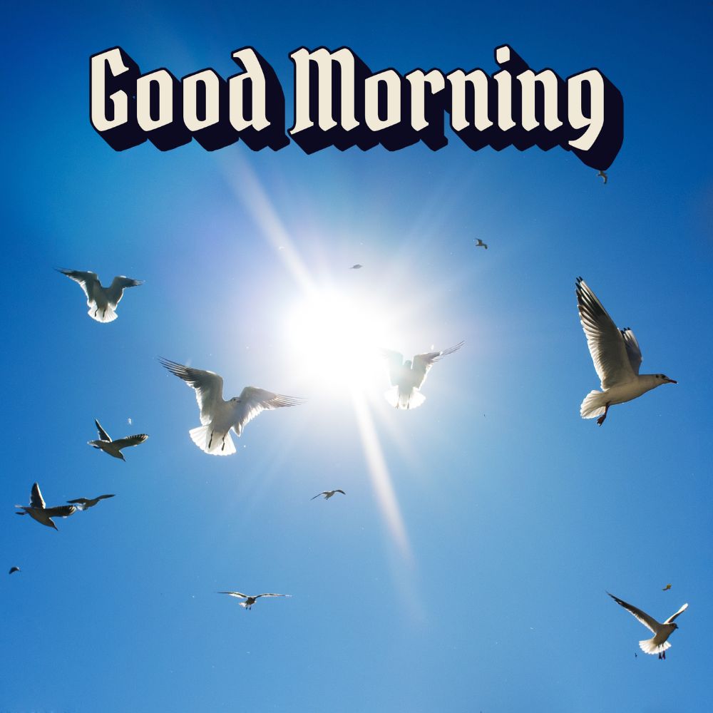Good Morning Images With Birds | Good Morning Images quotes and wishes