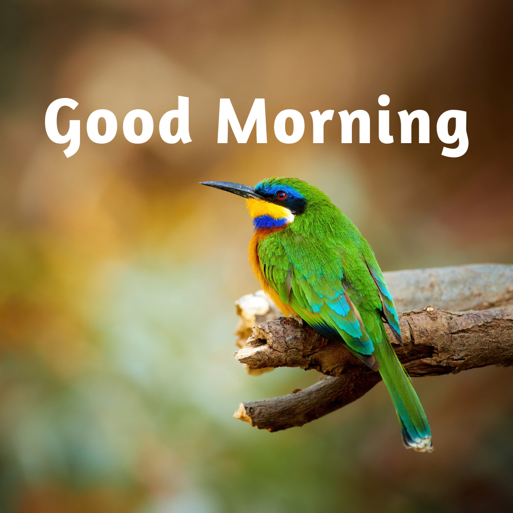 Good Morning Images | Good Morning Images quotes and wishes