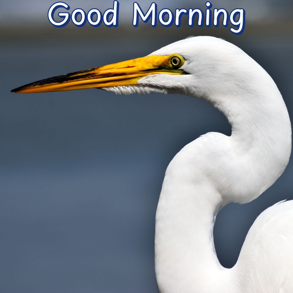 Good Morning Images With Birds | Good Morning Images quotes and wishes