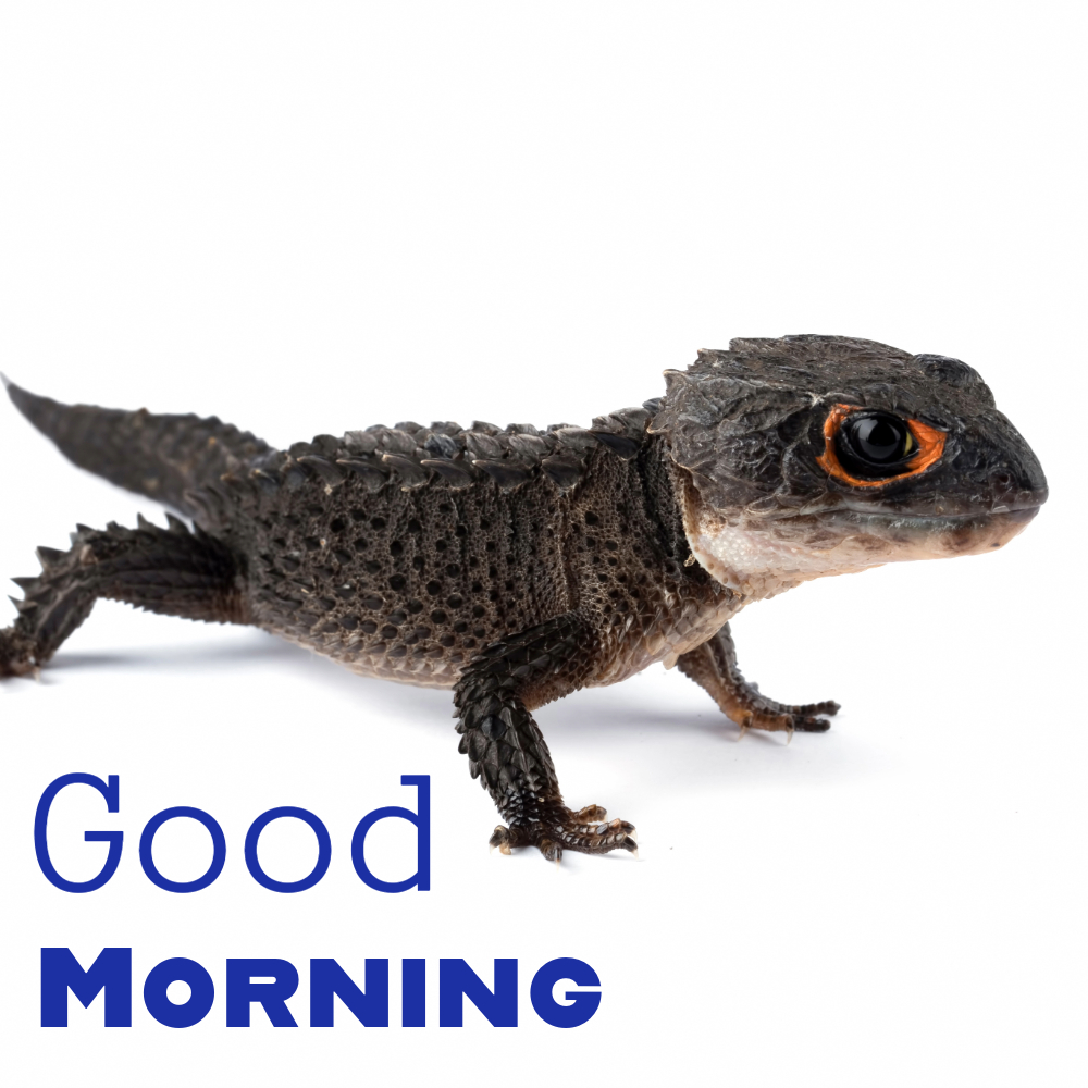 Good Morning Images | Good Morning Images quotes and wishes