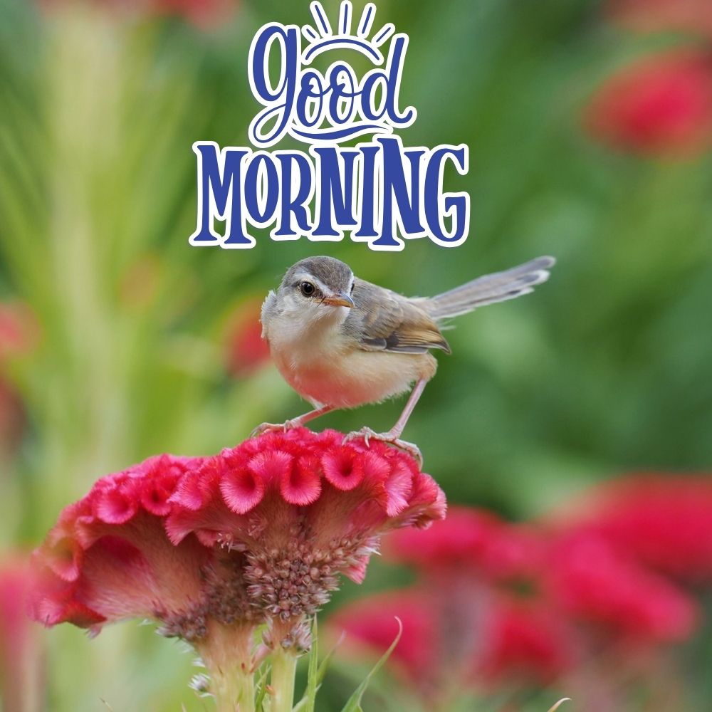 Good Morning Images With Birds | Good Morning Images quotes and wishes