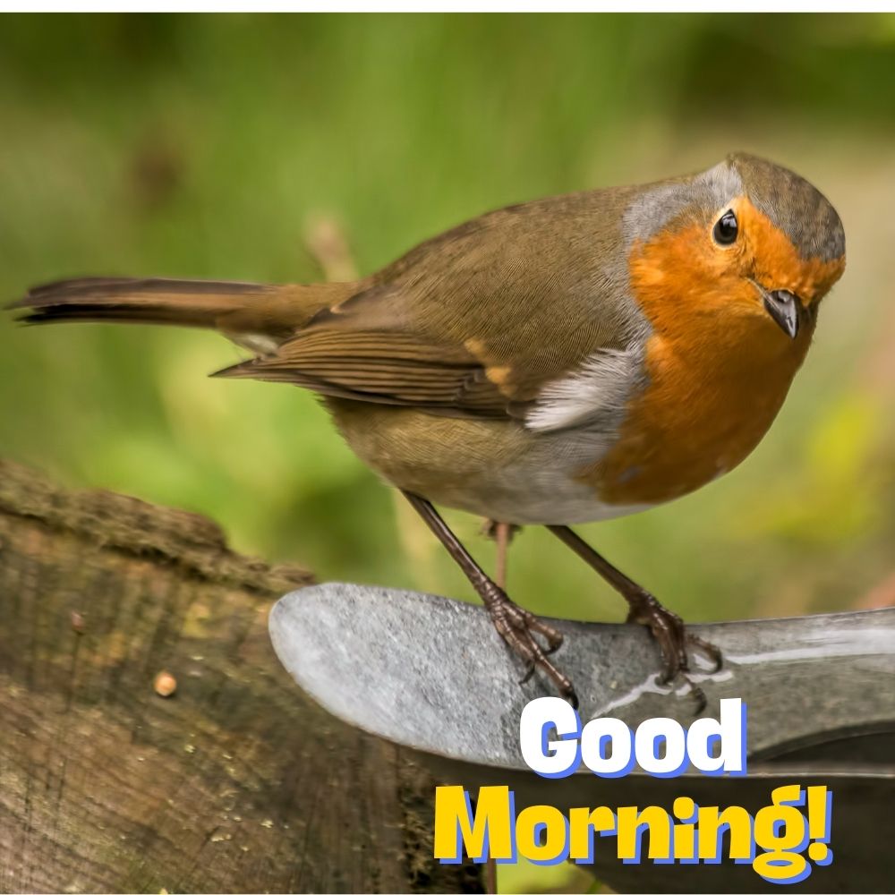 Good Morning Images With Birds | Good Morning Images quotes and wishes
