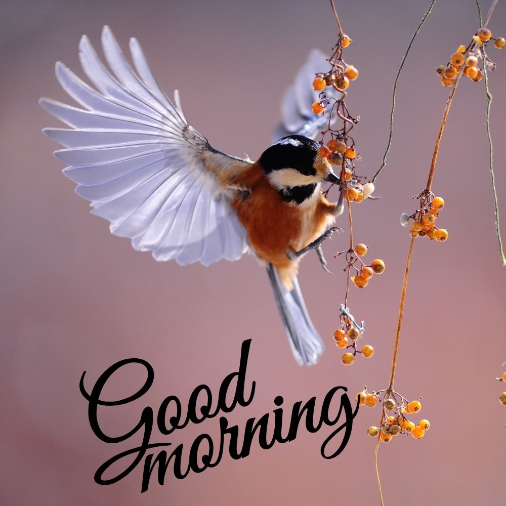 Good Morning Images With Birds | Good Morning Images quotes and wishes