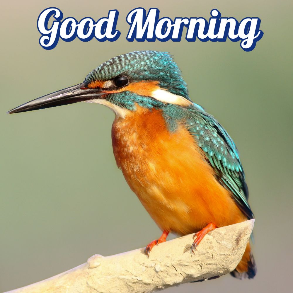 Good Morning Images With Birds | Good Morning Images quotes and wishes