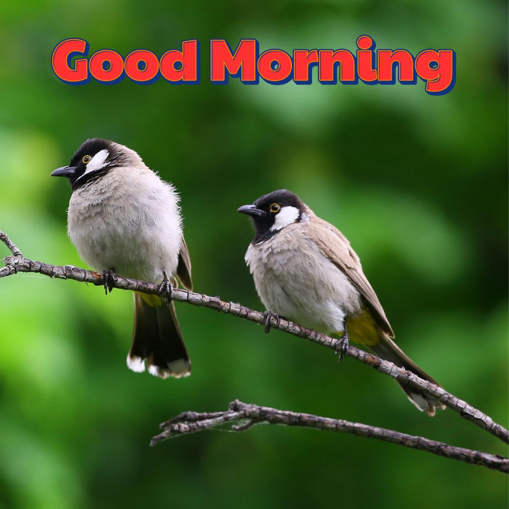 Good Morning Images With Birds | Good Morning Images quotes and wishes