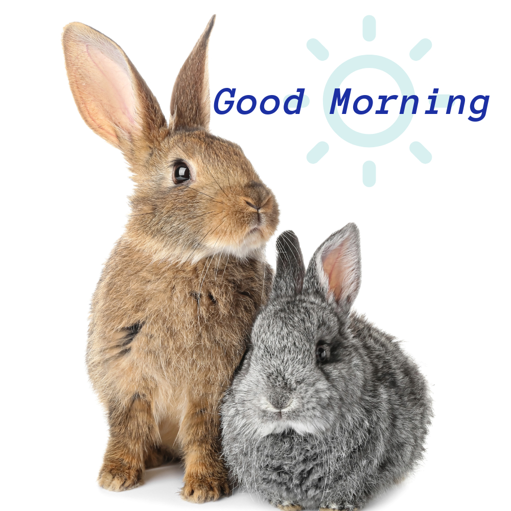 Good Morning Images | Good Morning Images quotes and wishes