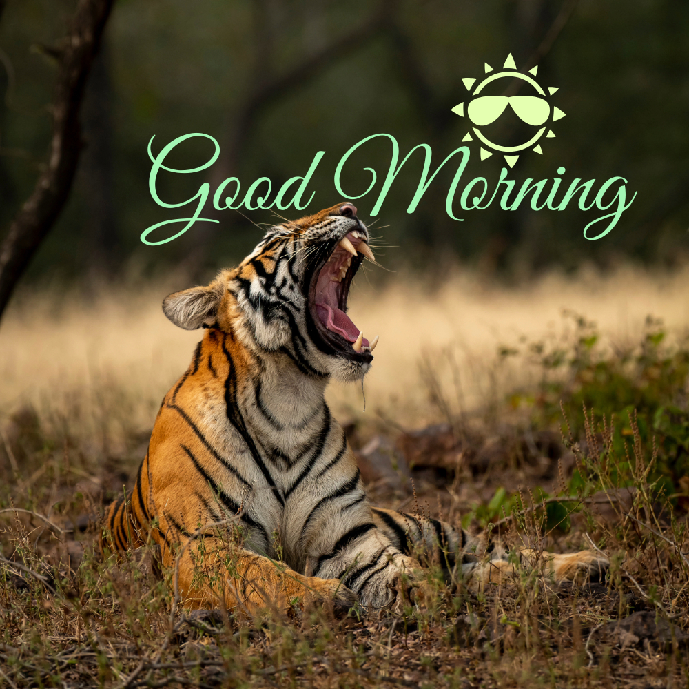 Good Morning Images | Good Morning Images quotes and wishes