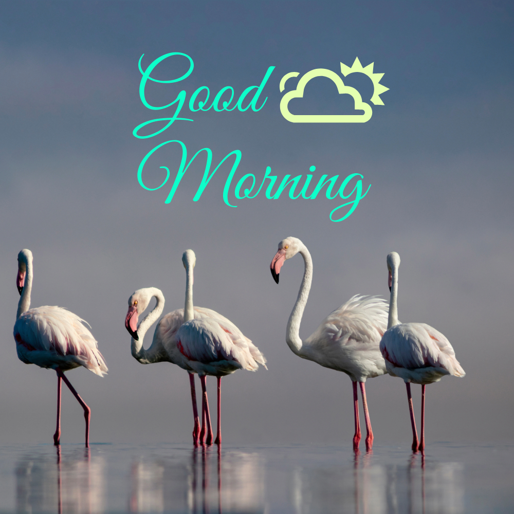 Good Morning Images | Good Morning Images quotes and wishes
