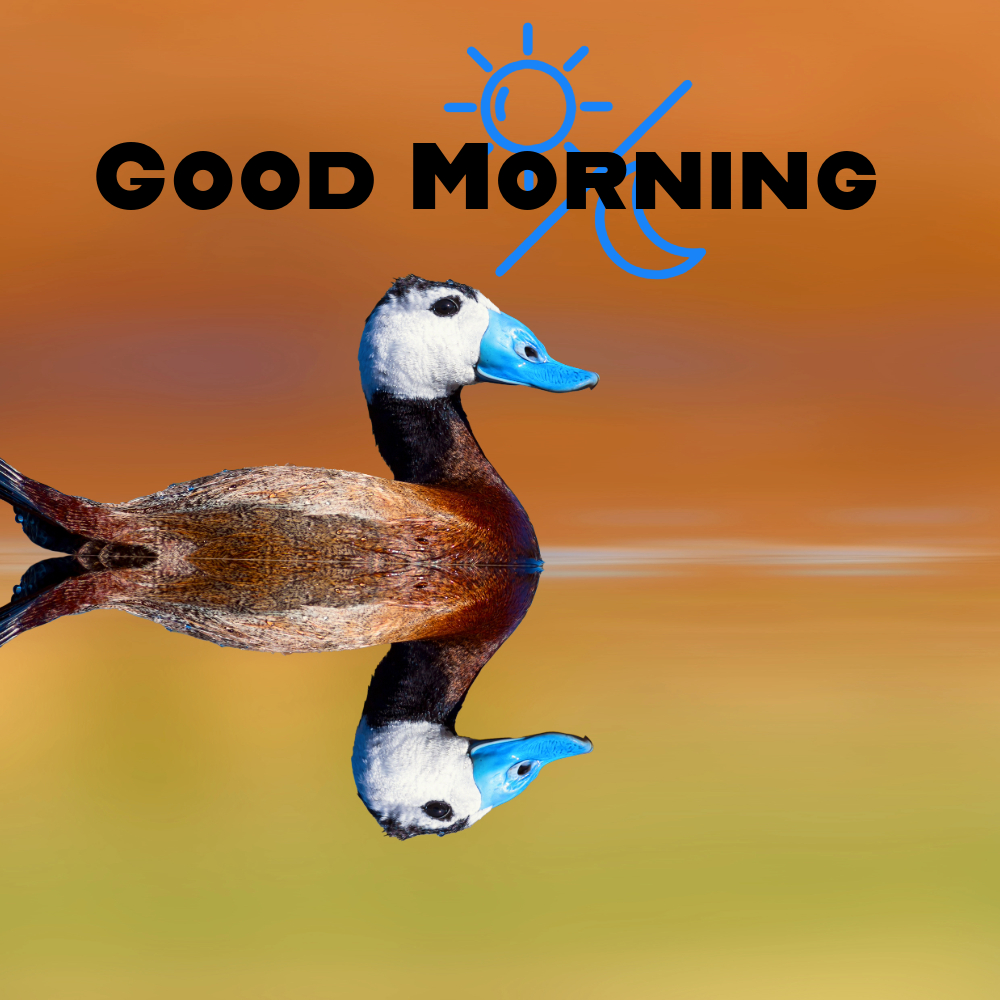 Good Morning Images | Good Morning Images quotes and wishes
