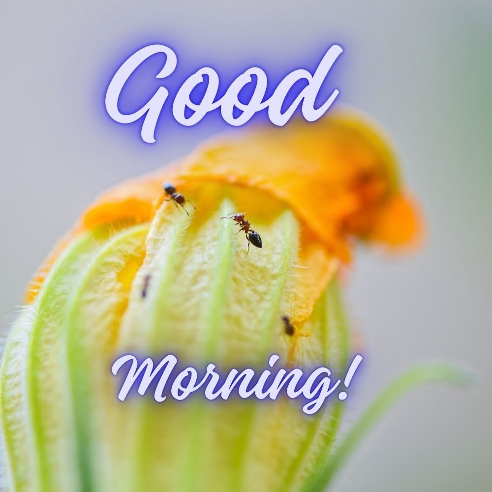 Good Morning Images | Good Morning Images quotes and wishes