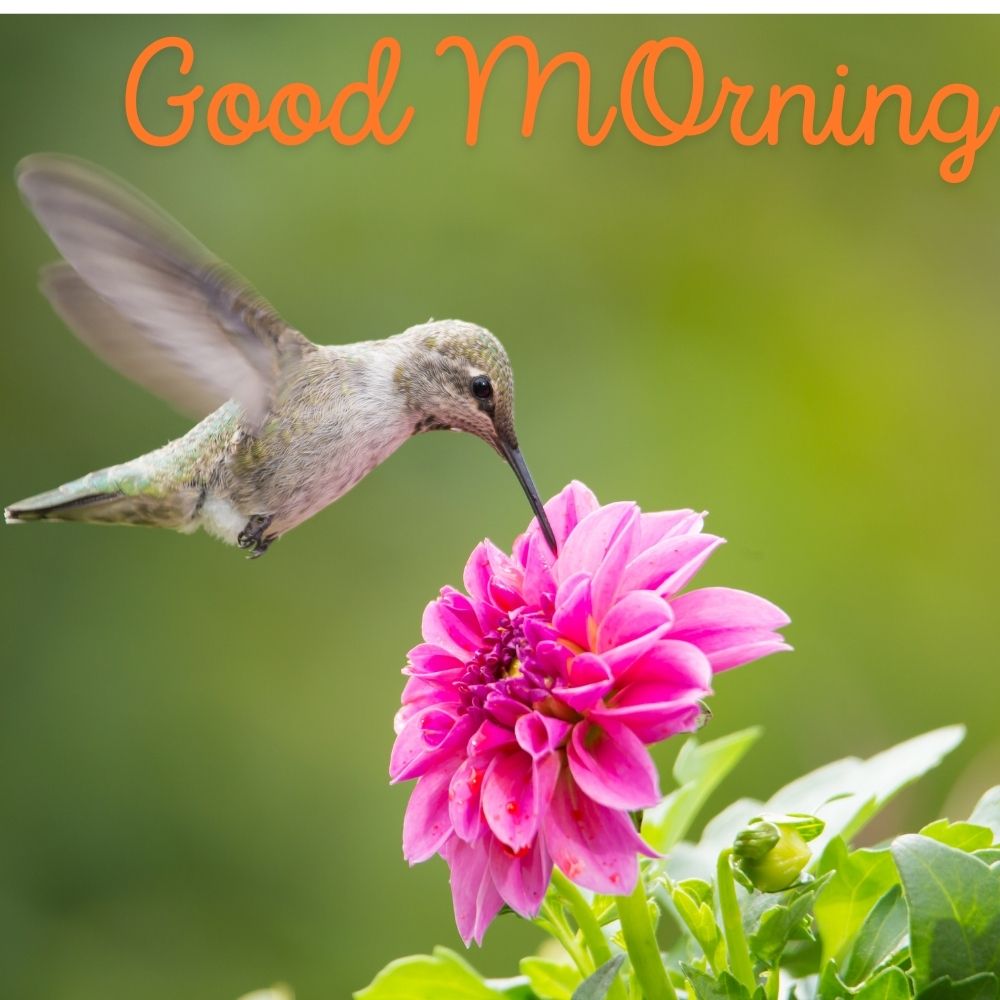 Good Morning Images With Birds | Good Morning Images quotes and wishes