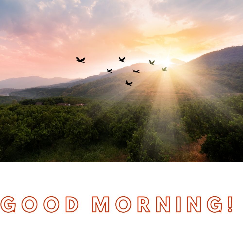 Good Morning Images With Birds | Good Morning Images quotes and wishes
