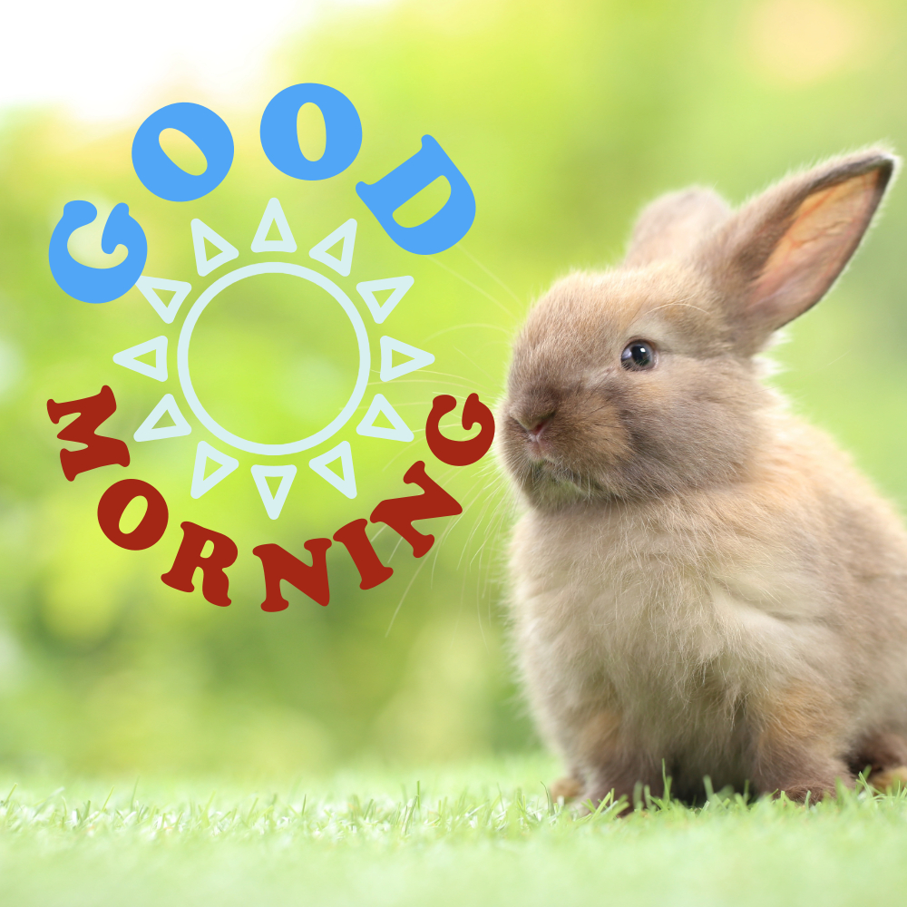 Good Morning Images | Good Morning Images quotes and wishes