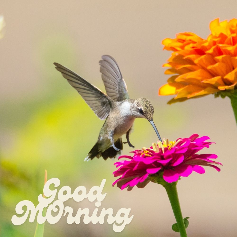 Good Morning Images With Birds | Good Morning Images quotes and wishes