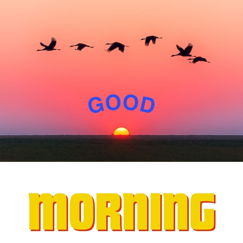 Good Morning Images With Birds | Good Morning Images quotes and wishes