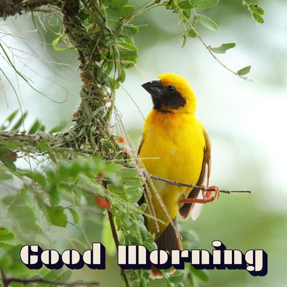 Good Morning Images With Birds | Good Morning Images quotes and wishes