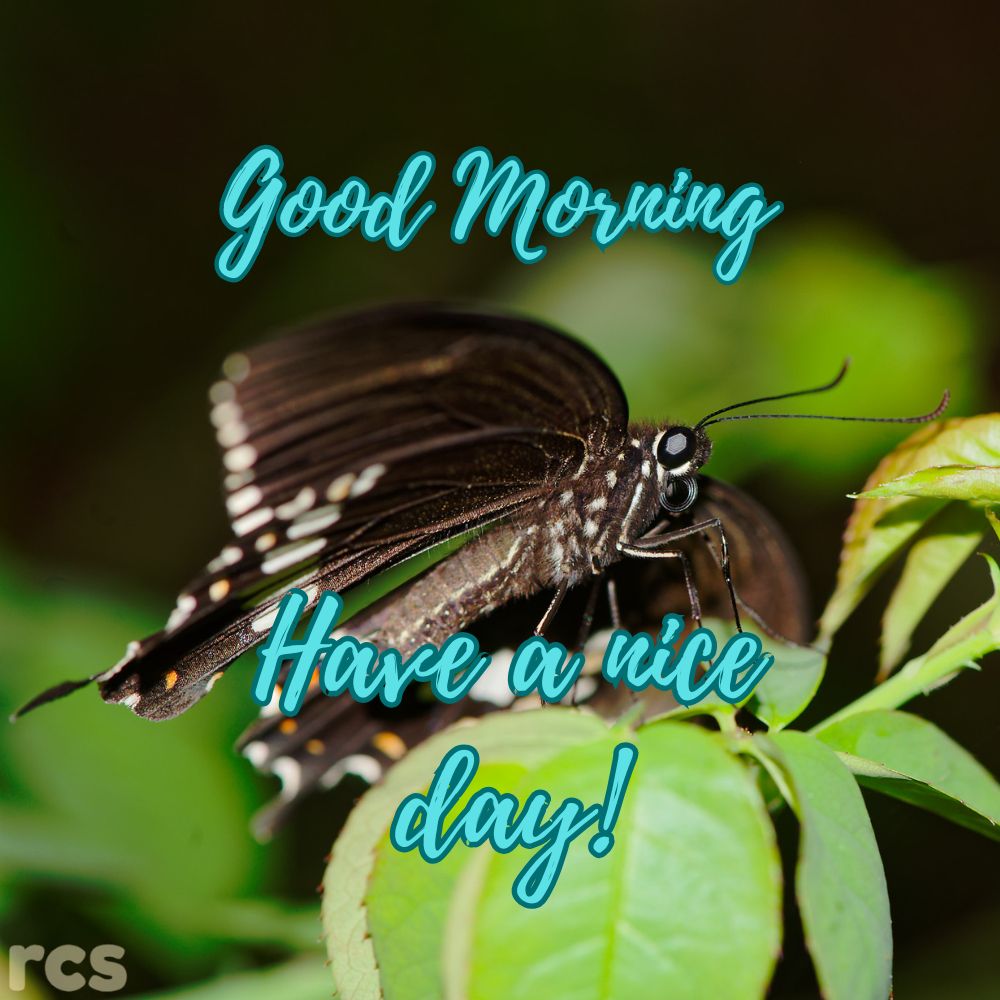 Good Morning Images | Good Morning Images quotes and wishes