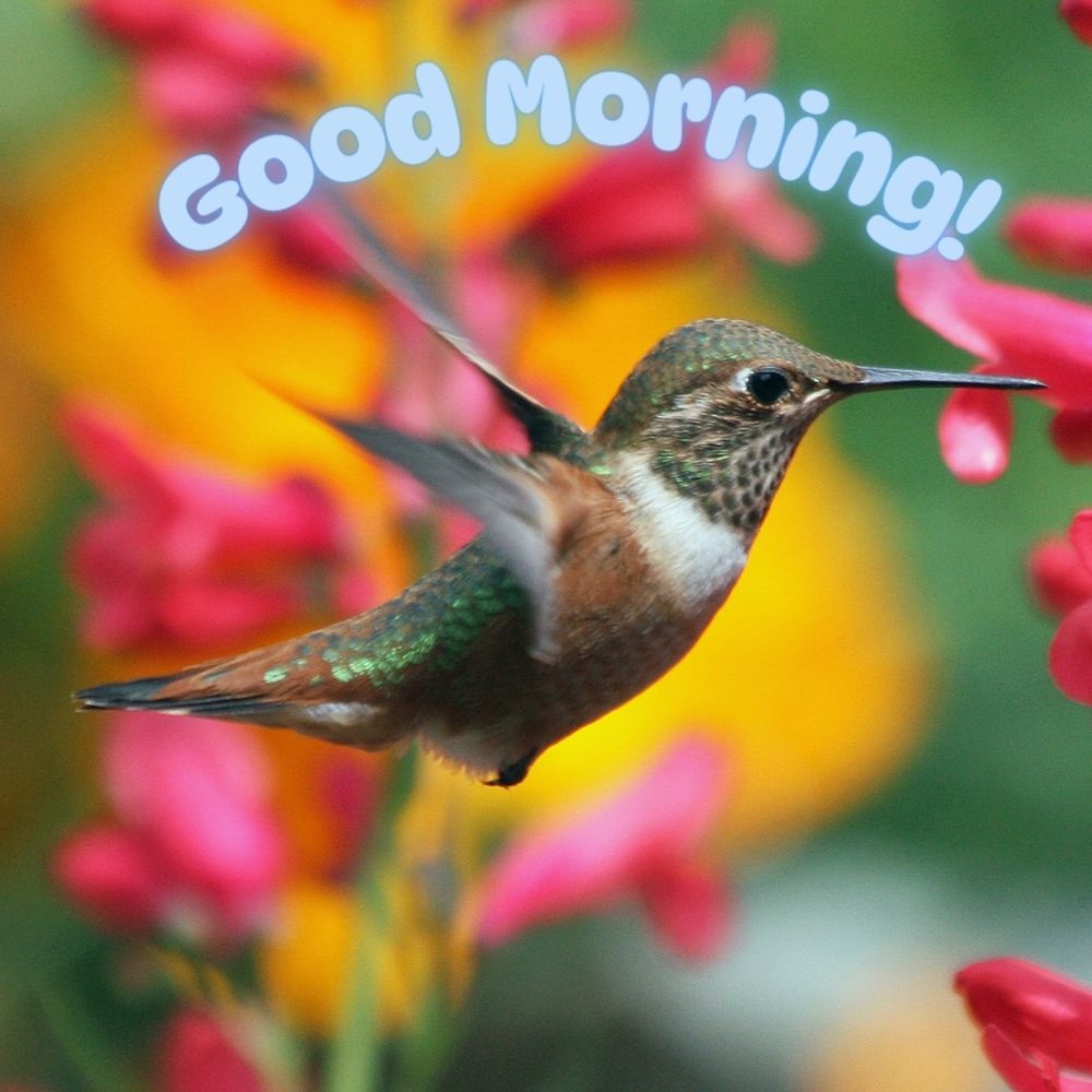 Good Morning Images With Birds | Good Morning Images quotes and wishes