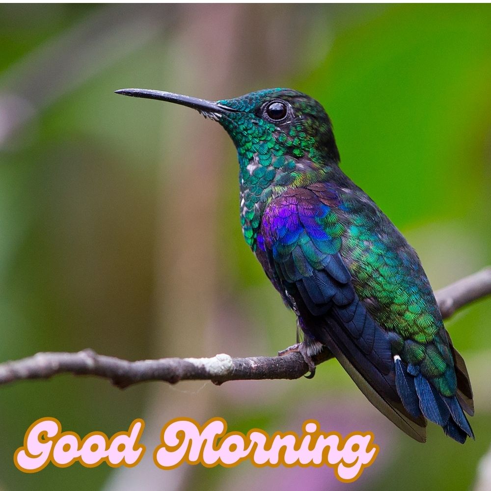 Good Morning Images With Birds | Good Morning Images quotes and wishes