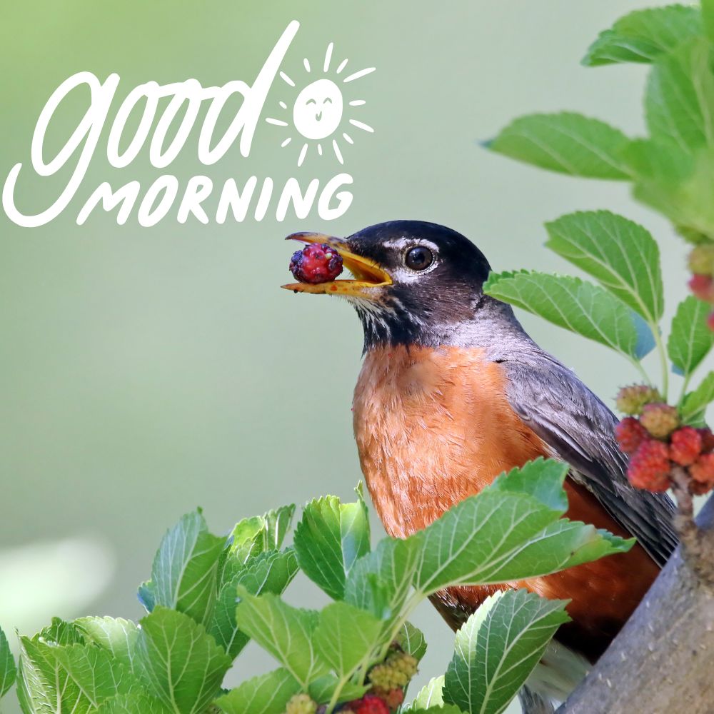 Good Morning Images With Birds | Good Morning Images quotes and wishes