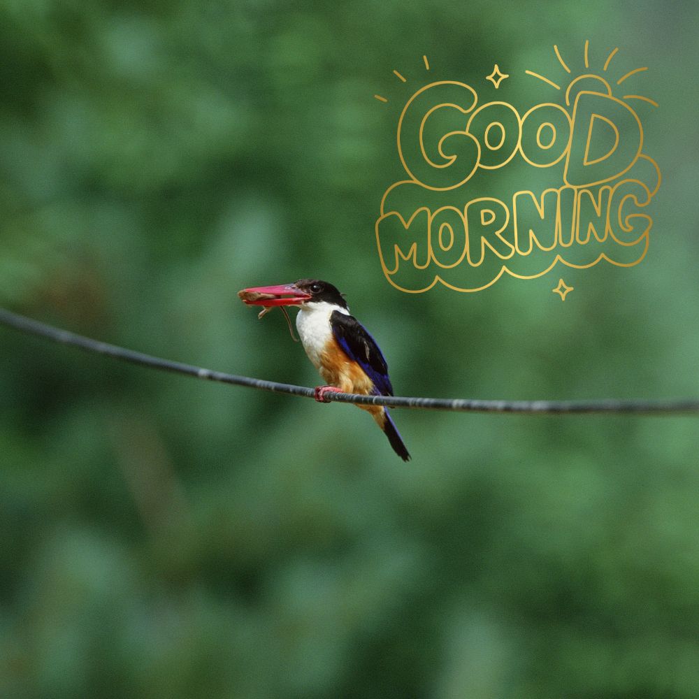 Good Morning Images With Birds | Good Morning Images quotes and wishes