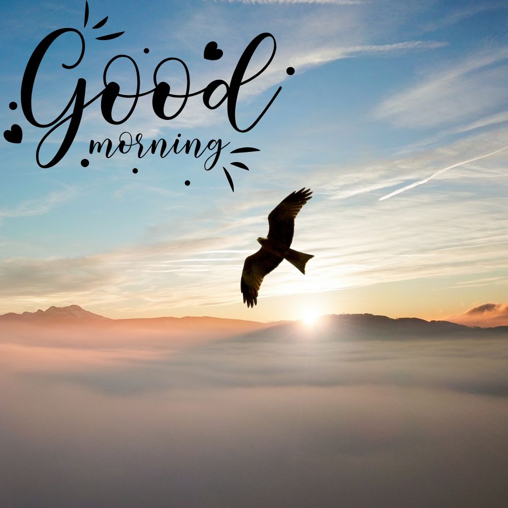 Good Morning Images With Birds | Good Morning Images quotes and wishes