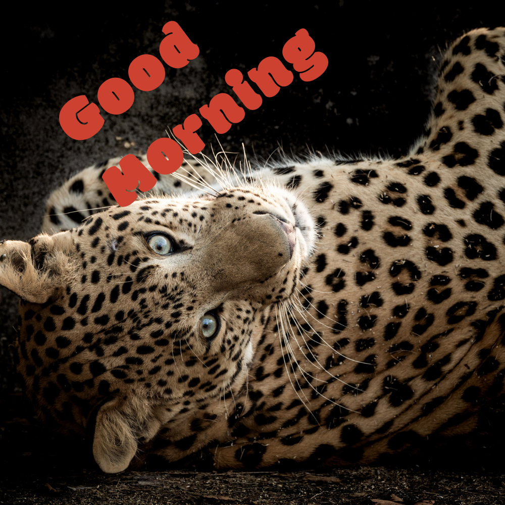 Good Morning Images | Good Morning Images quotes and wishes