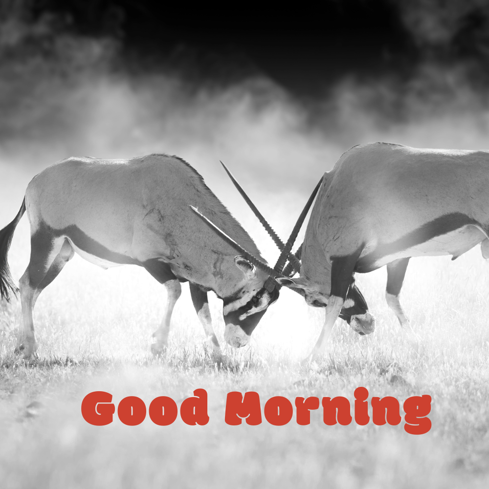 Good Morning Images | Good Morning Images quotes and wishes