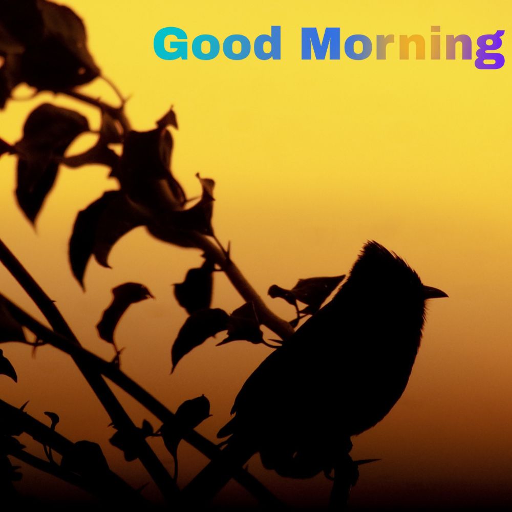 Good Morning Images With Birds | Good Morning Images quotes and wishes