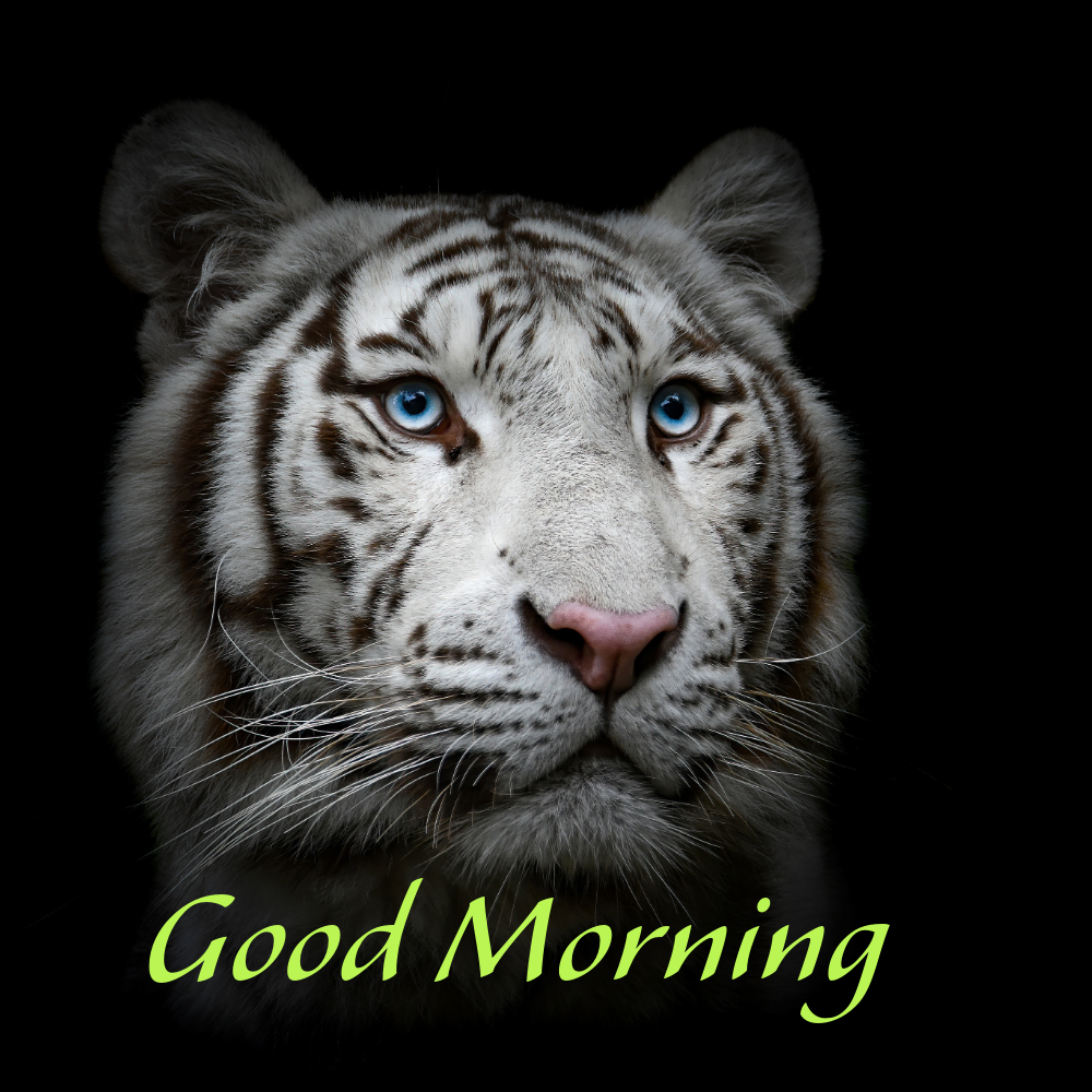 Good Morning Images | Good Morning Images quotes and wishes