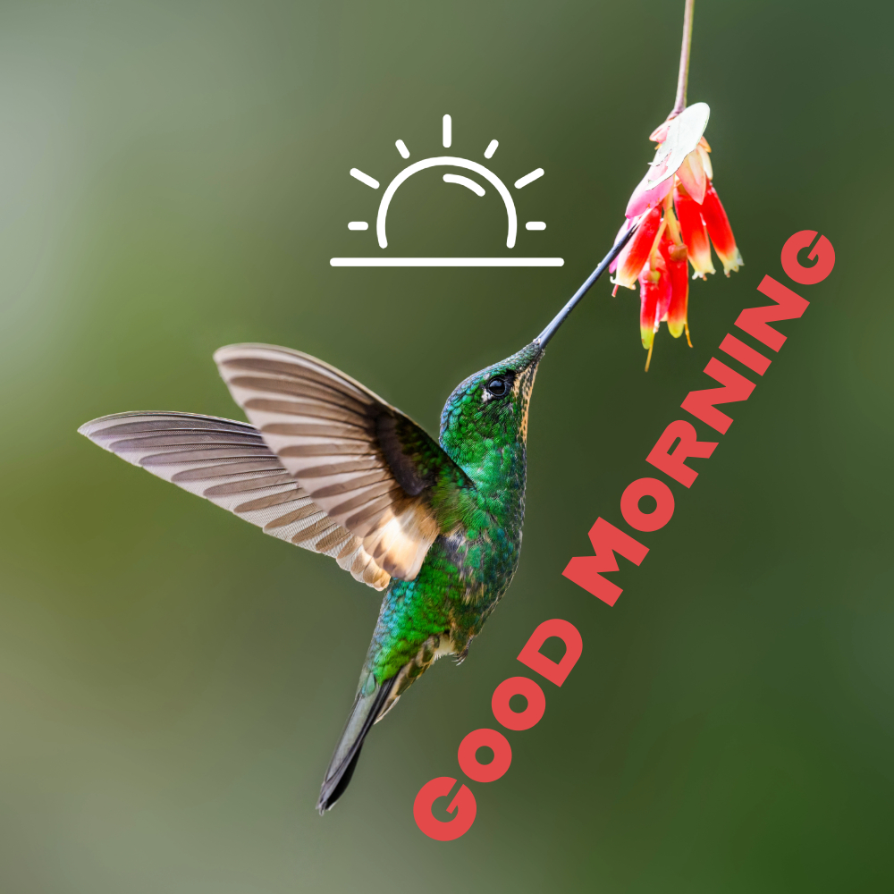 Good Morning Images | Good Morning Images quotes and wishes