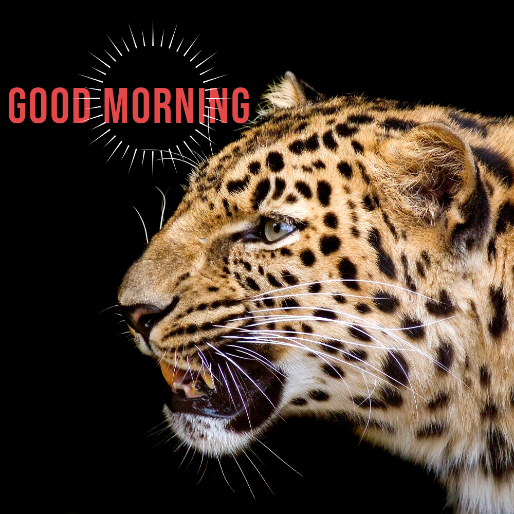 Good Morning Images | Good Morning Images quotes and wishes