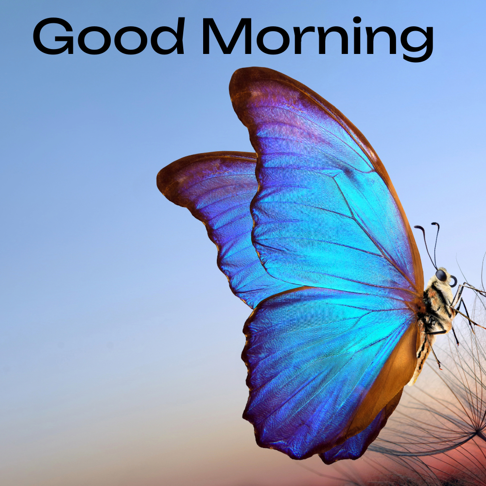 Good Morning Images | Good Morning Images quotes and wishes