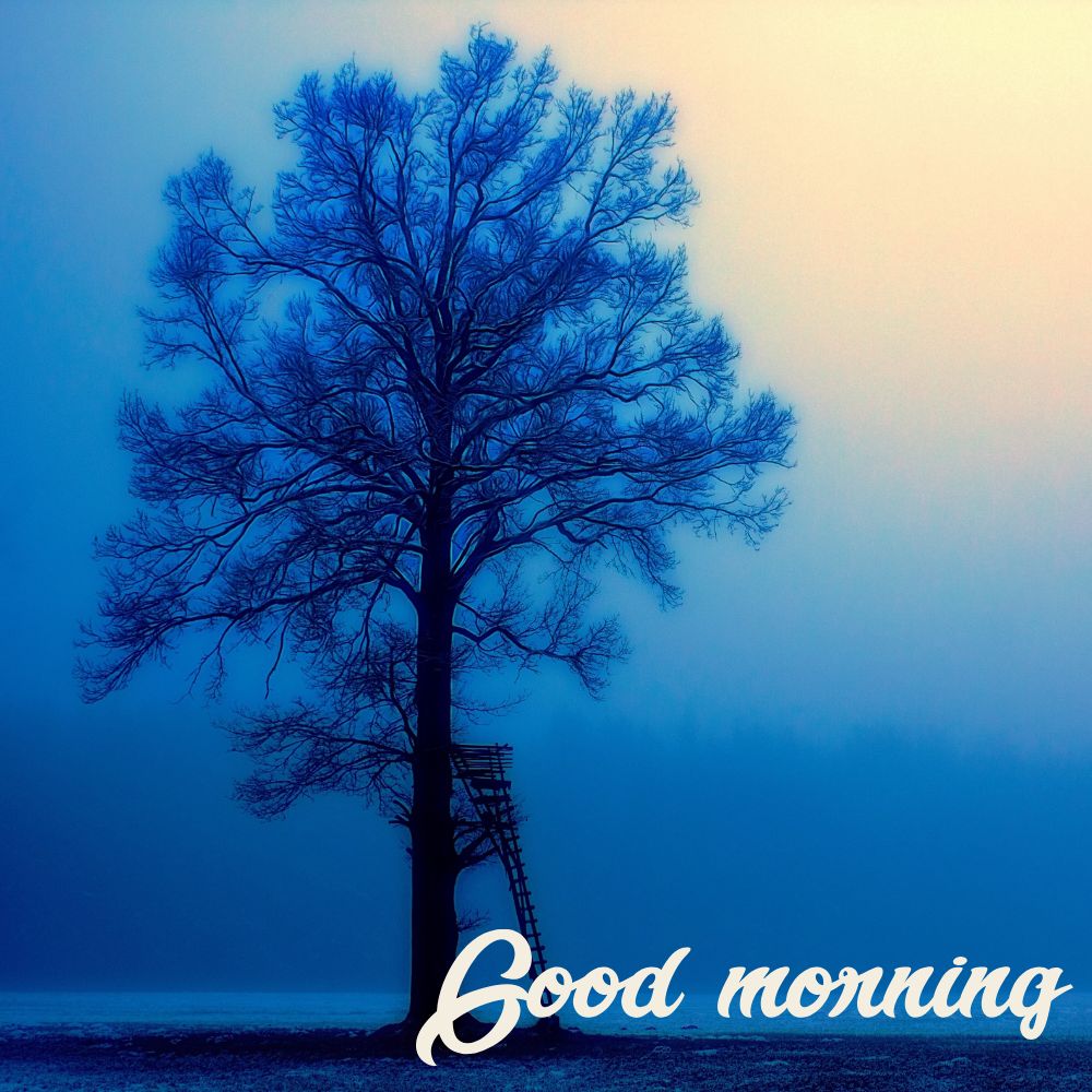 Good Morning Images | Good Morning Images quotes and wishes