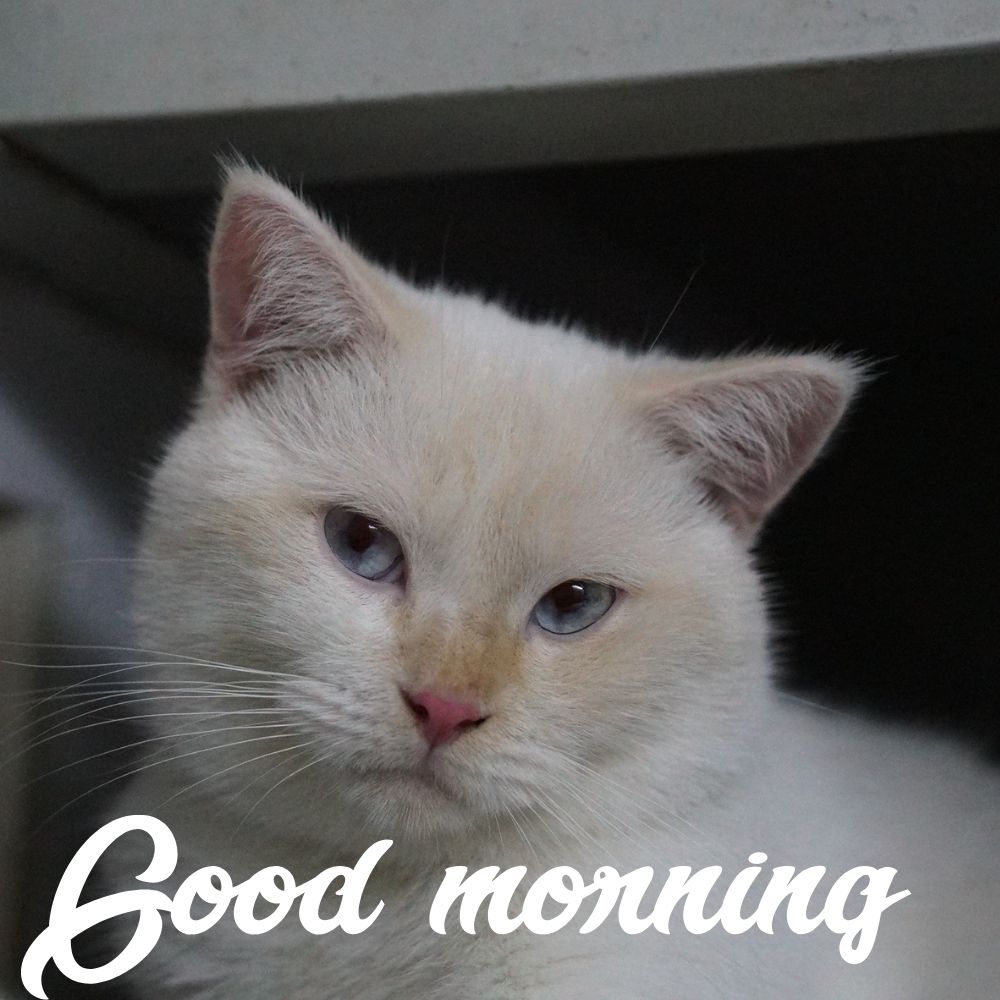 Good Morning Images With Cats | Good Morning Images With Cats quotes and wishes