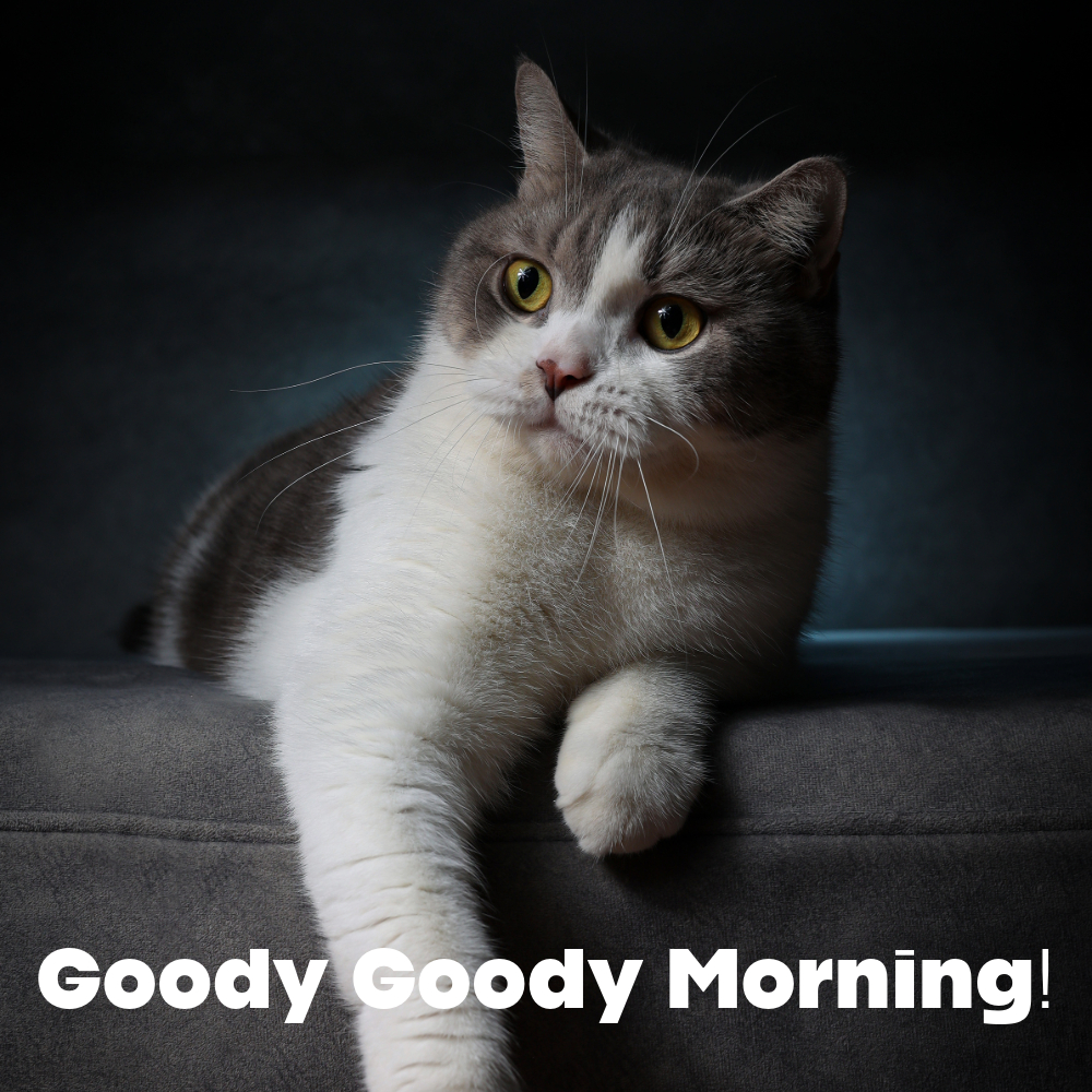Good Morning Images With Cats | Good Morning Images With Cats quotes and wishes