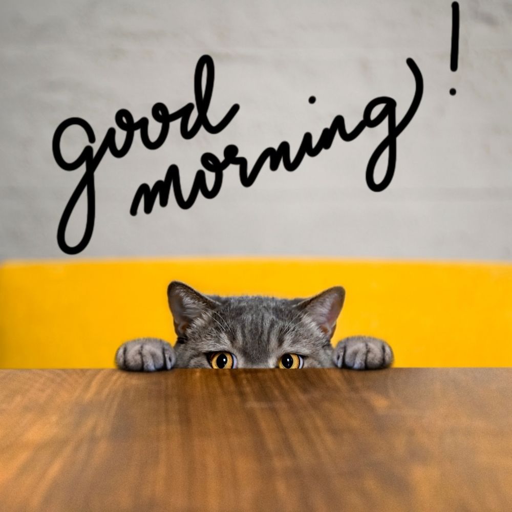 Good Morning Images With Cats | Good Morning Images With Cats quotes and wishes