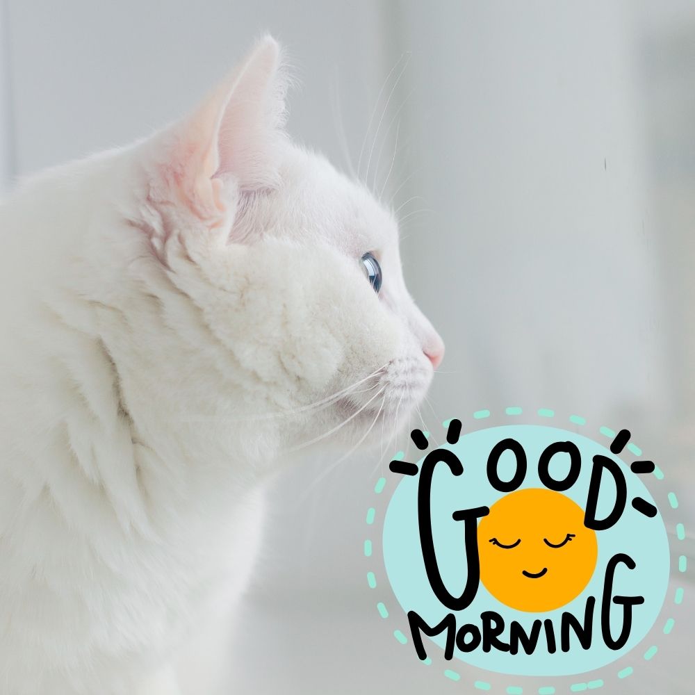 Good Morning Images With Cats | Good Morning Images With Cats quotes and wishes