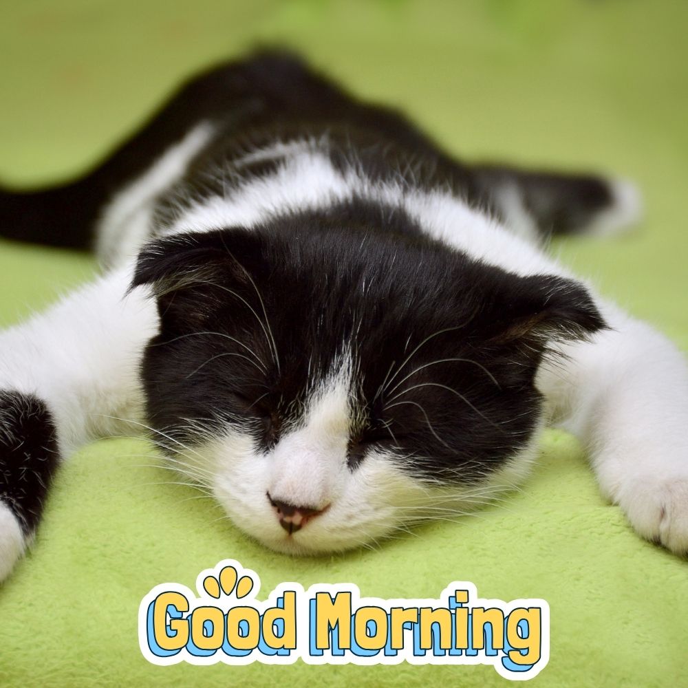 Good Morning Images With Cats | Good Morning Images With Cats quotes and wishes