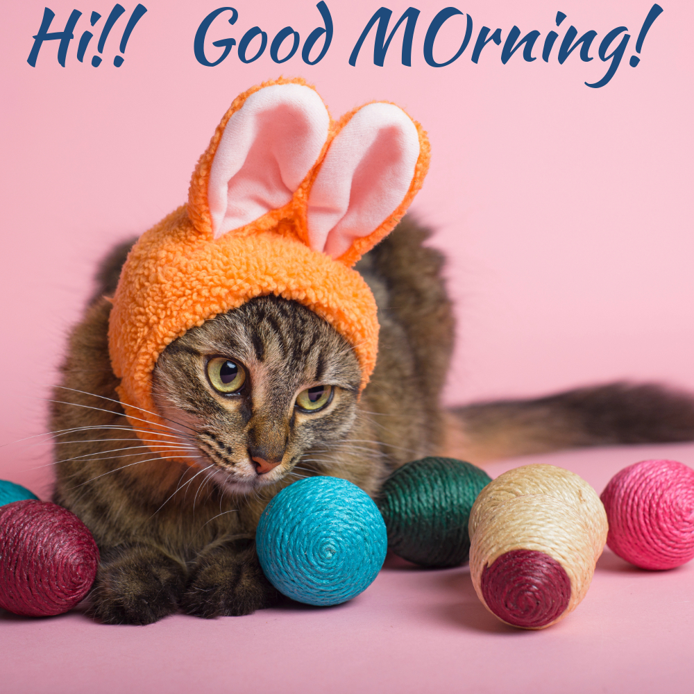 Good Morning Images With Cats | Good Morning Images With Cats quotes and wishes