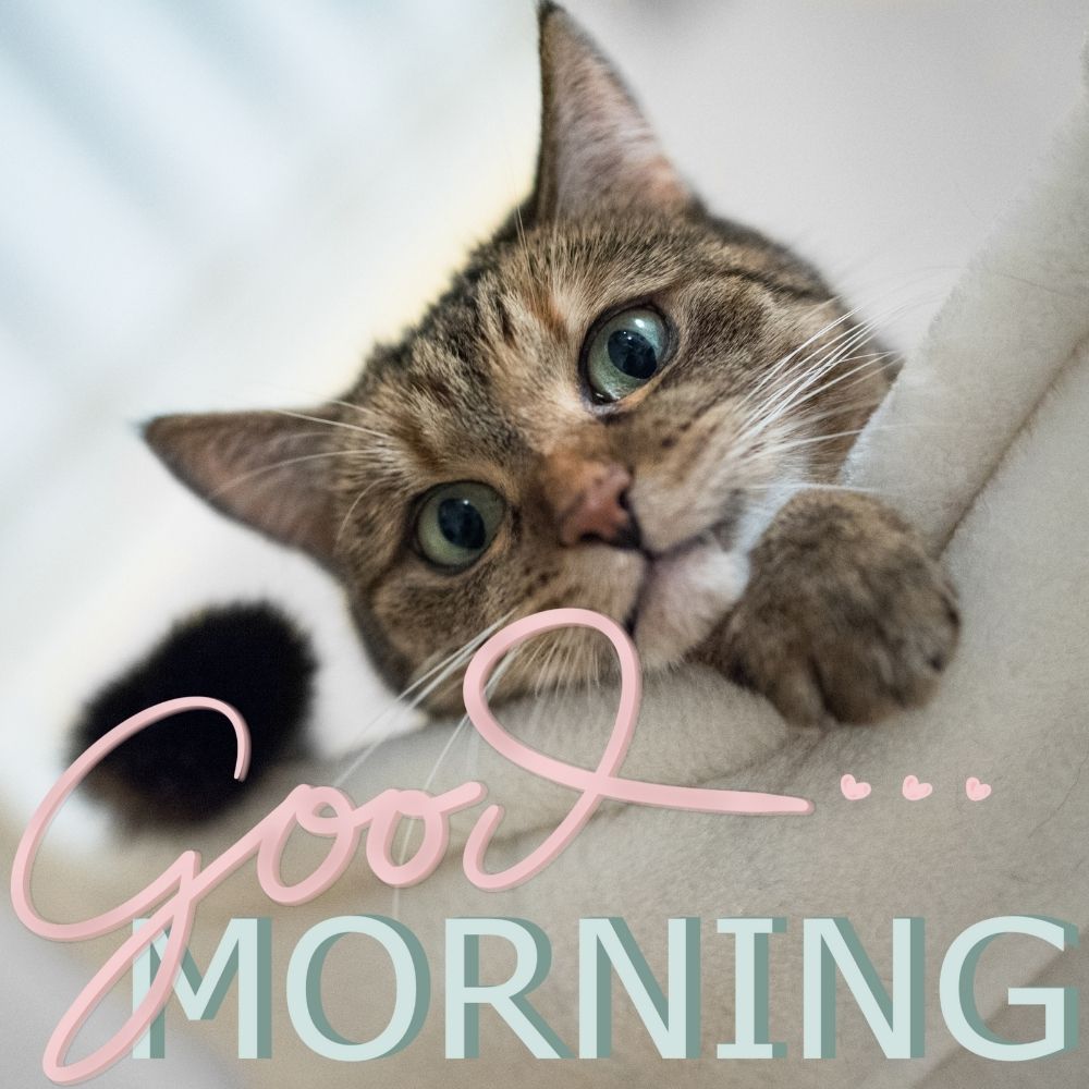 Good Morning Images With Cats | Good Morning Images With Cats quotes and wishes