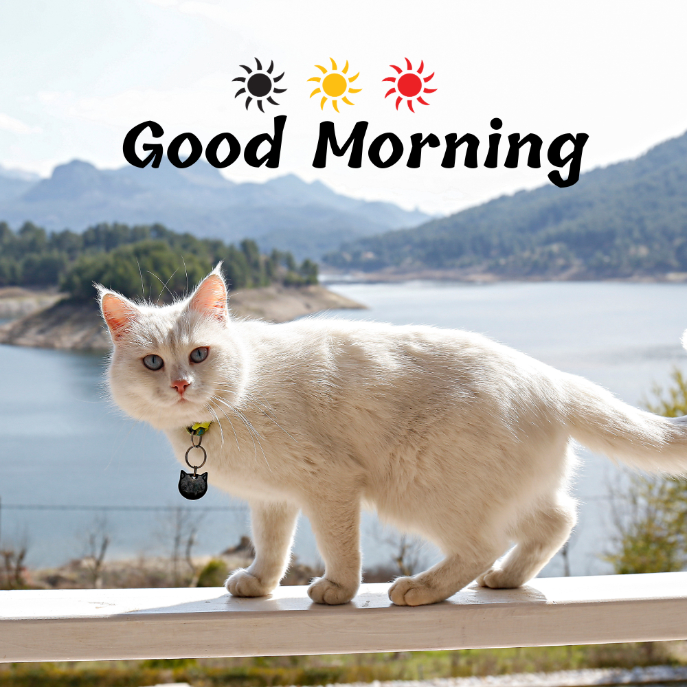 Good Morning Images With Cats | Good Morning Images With Cats quotes and wishes