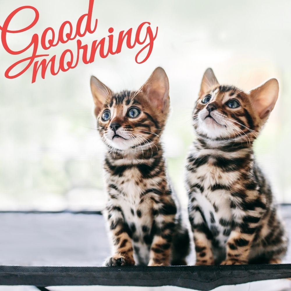 Good Morning Images With Cats | Good Morning Images With Cats quotes and wishes