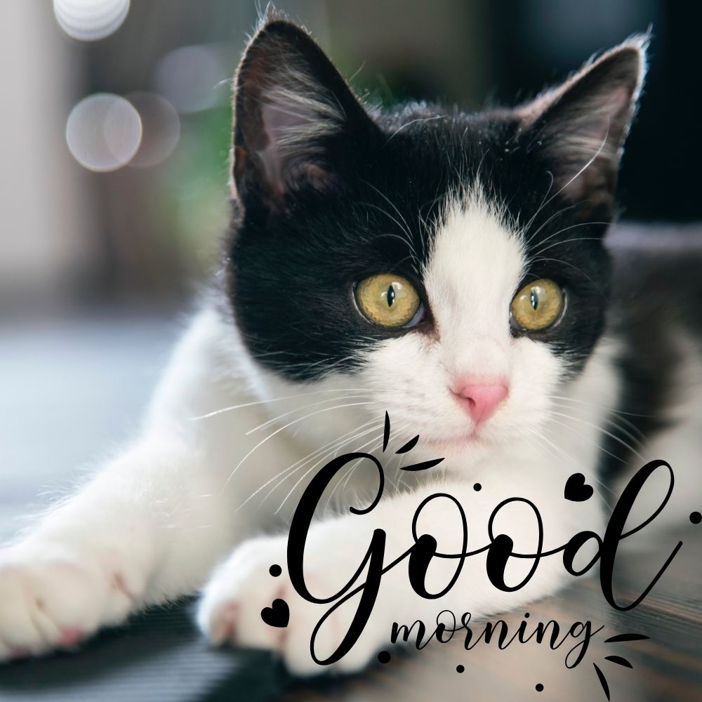 Good Morning Images With Cats | Good Morning Images With Cats quotes and wishes