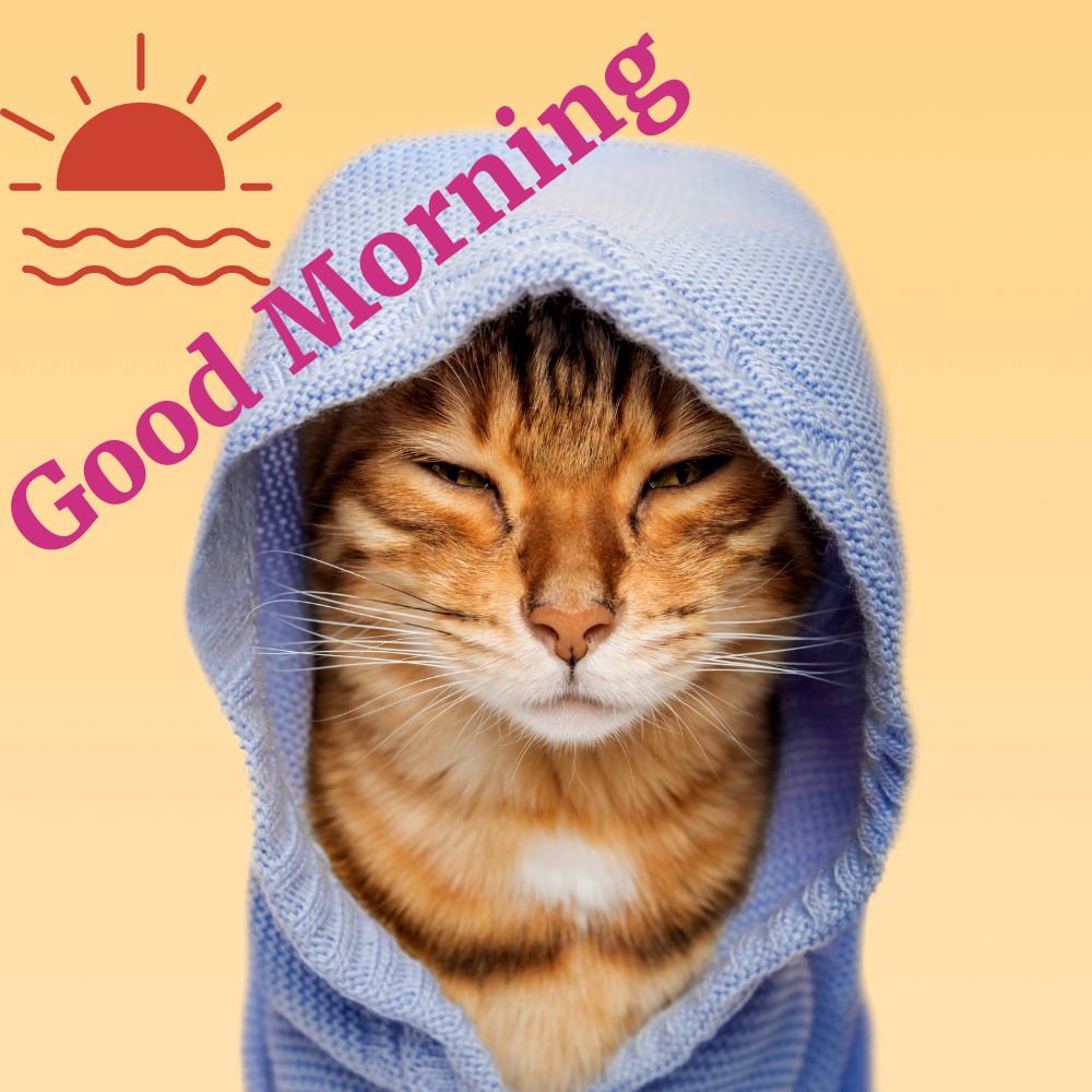 Good Morning Images With Cats | Good Morning Images With Cats quotes and wishes