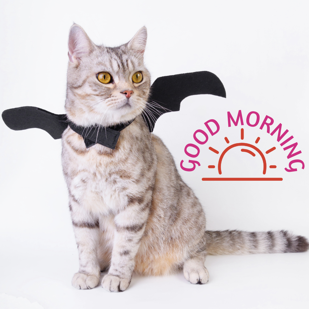 Good Morning Images With Cats | Good Morning Images With Cats quotes and wishes